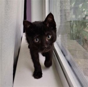 ANTARES, Baby Male Domestic Short Hair