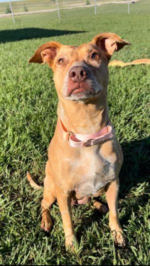 SAMANTHA, Young Female Catahoula Leopard Dog