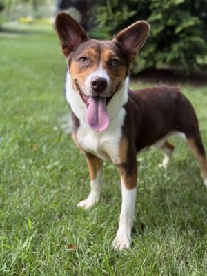 King, Adult Male Mixed Breed