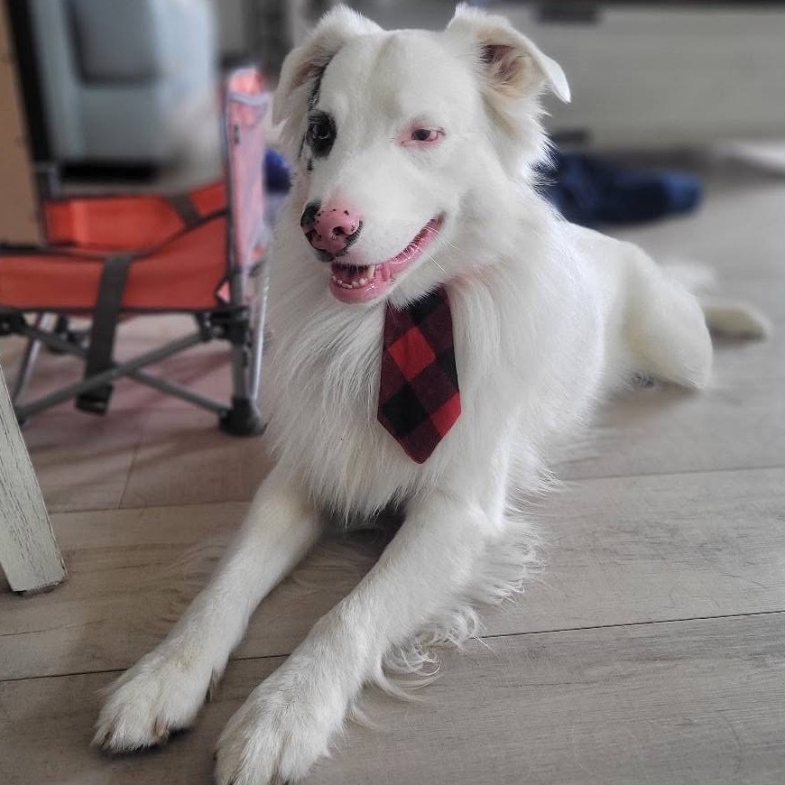 Gus, an adoptable Australian Shepherd in Brainerd, MN, 56401 | Photo Image 1