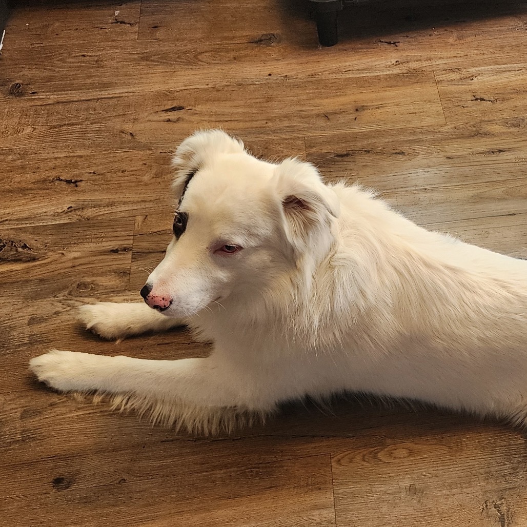Gus, an adoptable Australian Shepherd in Brainerd, MN, 56401 | Photo Image 2