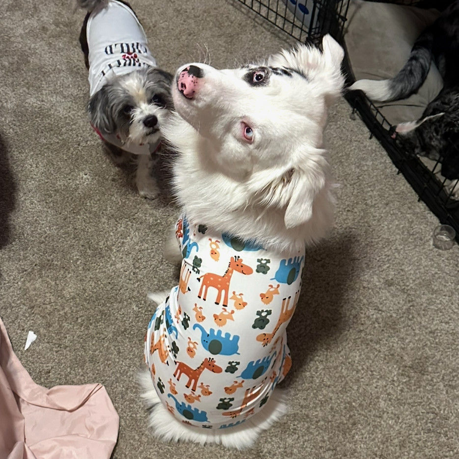 Gus, an adoptable Australian Shepherd in Brainerd, MN, 56401 | Photo Image 3