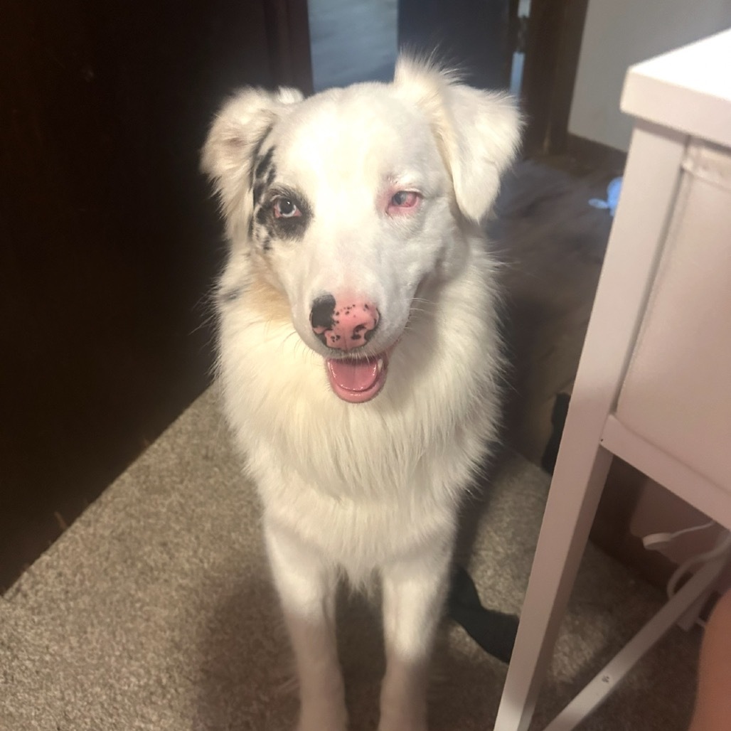 Gus, an adoptable Australian Shepherd in Brainerd, MN, 56401 | Photo Image 4