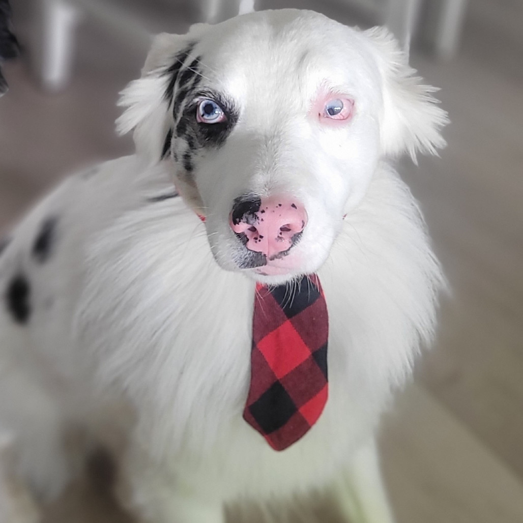 Gus, an adoptable Australian Shepherd in Brainerd, MN, 56401 | Photo Image 5