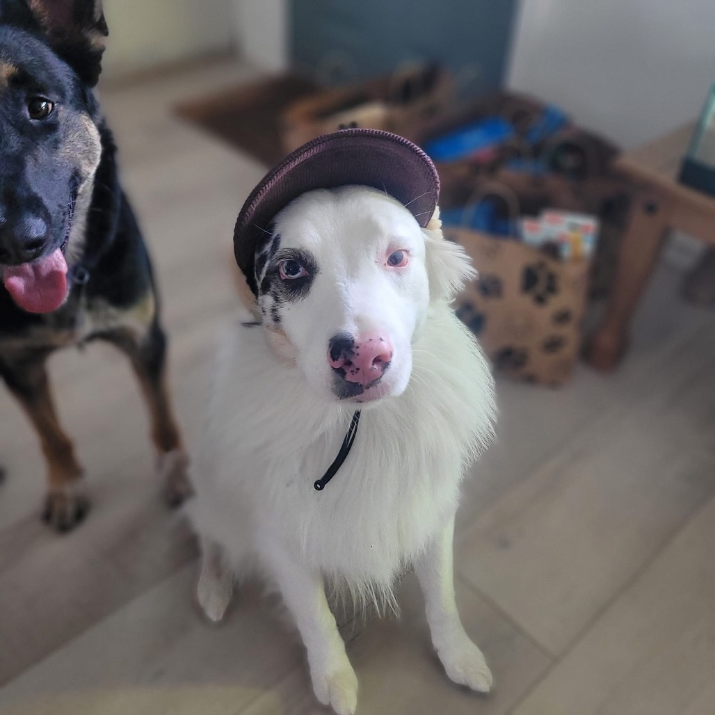 Gus, an adoptable Australian Shepherd in Brainerd, MN, 56401 | Photo Image 6