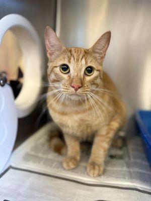 GARFIELD, Young Male Domestic Short Hair