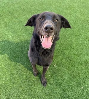 RAFFERTY, Young Male Labrador Retriever