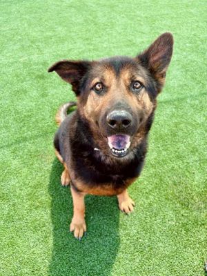 BEAR, Adult Male German Shepherd Dog