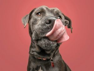 MOOSE, Adult Male Cane Corso
