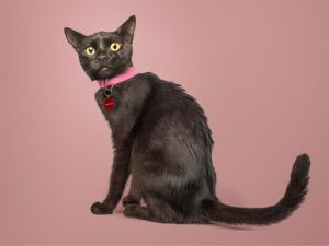 KITTY, Young Female unknown