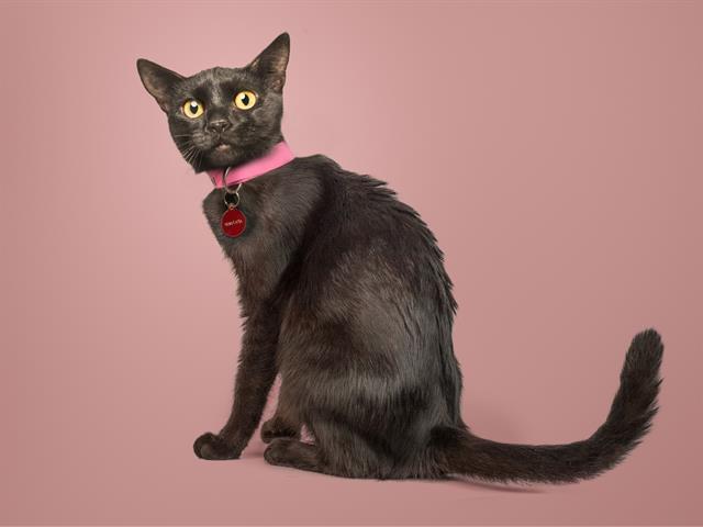 KITTY