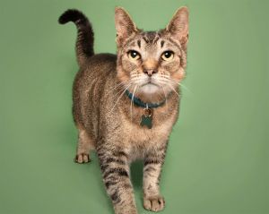 PUMA, Adult Male unknown