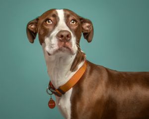 EMMA, Young Female Pit Bull Terrier