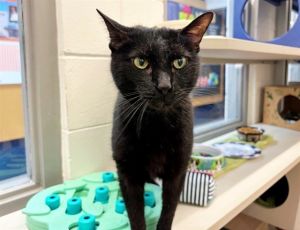 LEO, Senior Male Domestic Short Hair
