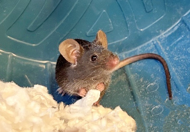 LINGUINI