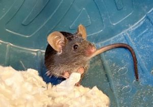 LINGUINI, Young Male unknown