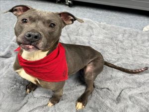 CAMILLA, Adult Female Pit Bull Terrier