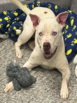 HAVEN, Adult Female Pit Bull Terrier