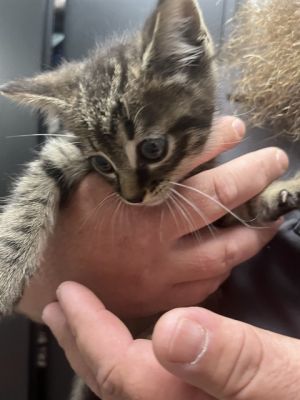 RUSTIC, Baby Male Domestic Short Hair