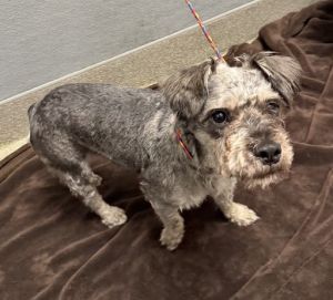 GUNTHER, Young Male Schnauzer