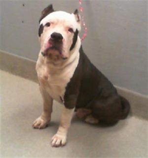 TURBO, Adult Male Cane Corso