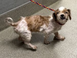 MUNCHKIN, Adult Female Maltese