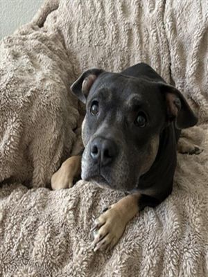 BEAUTY, Adult Female Staffordshire Bull Terrier