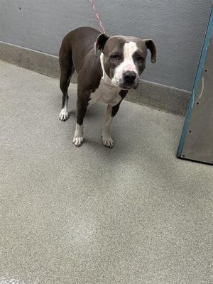 SPRITE, Young Female Pit Bull Terrier