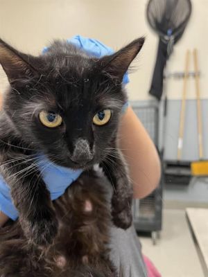 SIMONE, Adult Female Domestic Short Hair