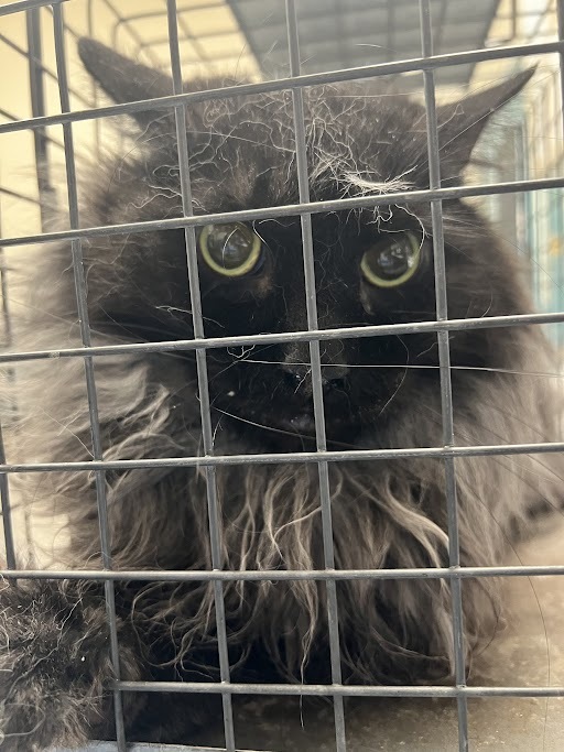 RARITY, an adoptable Domestic Long Hair in Las Vegas, NV, 89101 | Photo Image 1