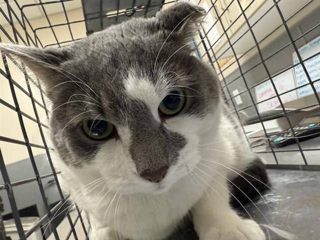 FRANKY, an adoptable Domestic Short Hair in Las Vegas, NV, 89101 | Photo Image 1