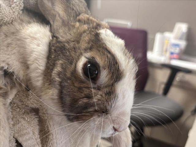 BUN APPETIT