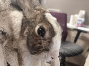 BUN APPETIT, Adult Male Bunny Rabbit