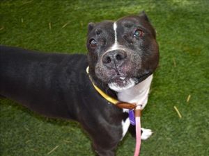 GYPSY, Adult Female Pit Bull Terrier