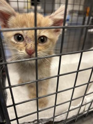 BOO, Baby Male Domestic Short Hair
