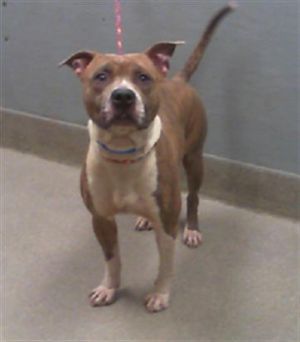 ROCKO, Young Male Pit Bull Terrier