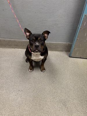 QUEEN SHEBA, Young Female American Bulldog