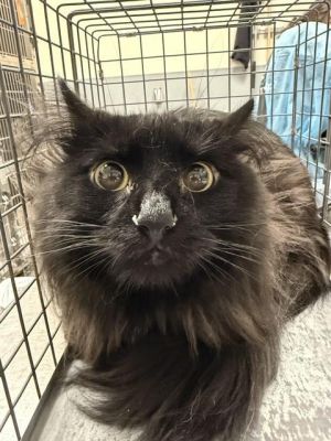 JUNE, Adult Male Domestic Long Hair