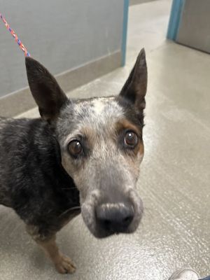 GLADYSS, Senior Female Australian Cattle Dog / Blue Heeler