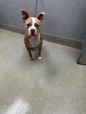 THOR, Young Male Pit Bull Terrier