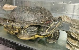 BOONE, Adult Female unknown