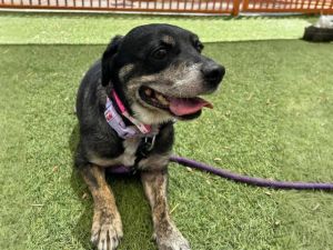 PETUNIA, Adult Female Pit Bull Terrier