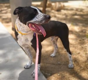 CRUNCHWRAP, Young Male Pit Bull Terrier
