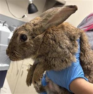 DOLLY, Young Female Bunny Rabbit