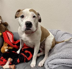 PORTABELLA, Young Female Pit Bull Terrier