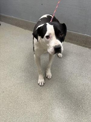 COOKIE, Young Female Pit Bull Terrier
