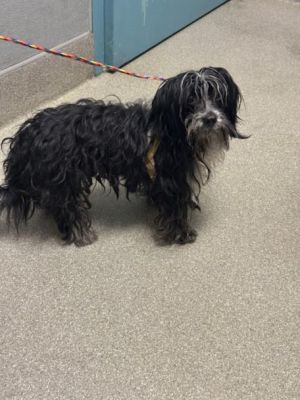 CHONG, Adult Male Terrier