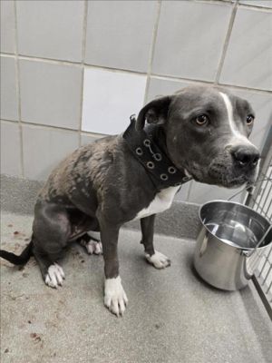 SUNDAY, Young Female Pit Bull Terrier
