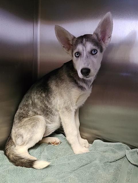 NYMERIA