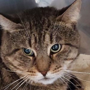 Samwise, Adult Male Domestic Short Hair